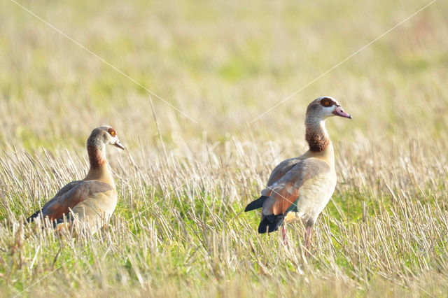 Nijlgans (Alopochen aegyptiaca)