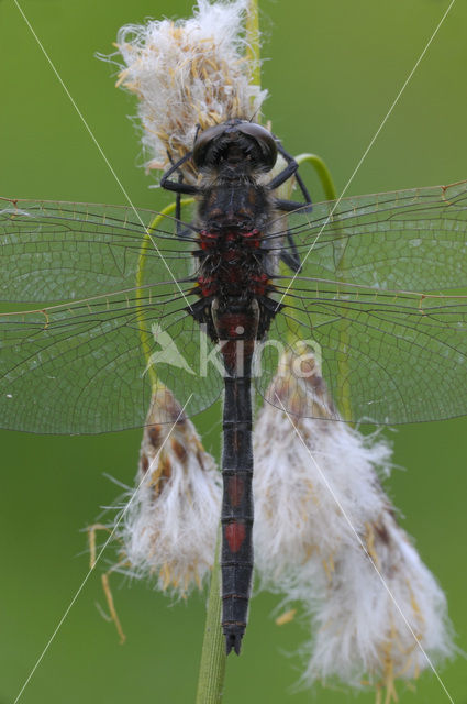 Noordse witsnuitlibel (Leucorrhinia rubicunda)