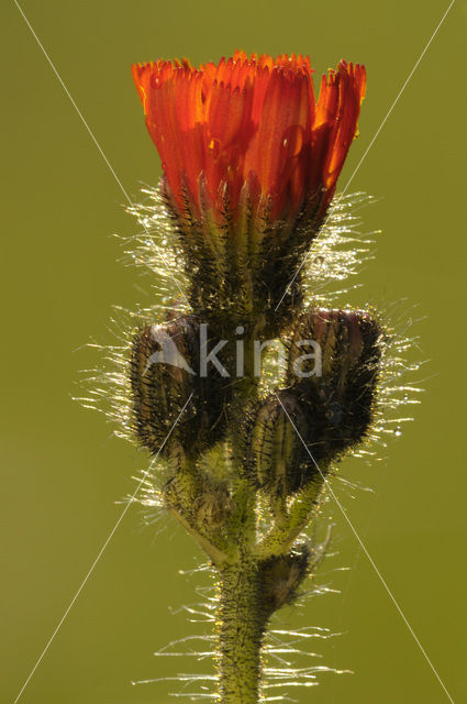 Oranje havikskruid (Hieracium aurantiacum)