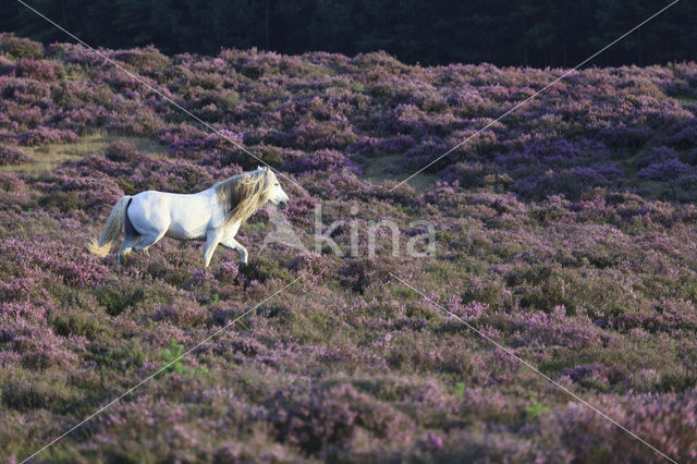 Paard (Equus spp)