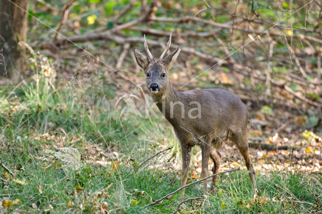 Ree (Capreolus capreolus)