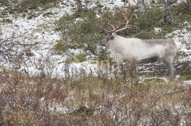 Rendier (Rangifer tarandus tarandus)