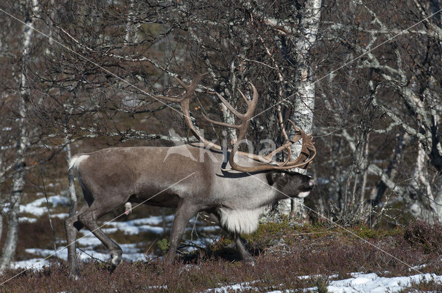 Rendier (Rangifer tarandus tarandus)