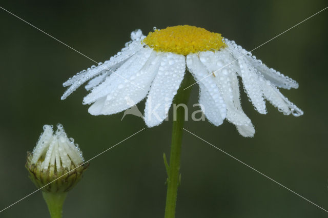 Reukloze kamille (Tripleurospermum maritimum)