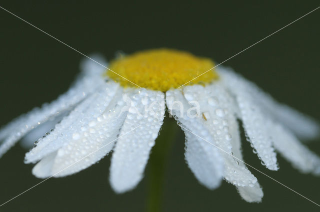 Reukloze kamille (Tripleurospermum maritimum)