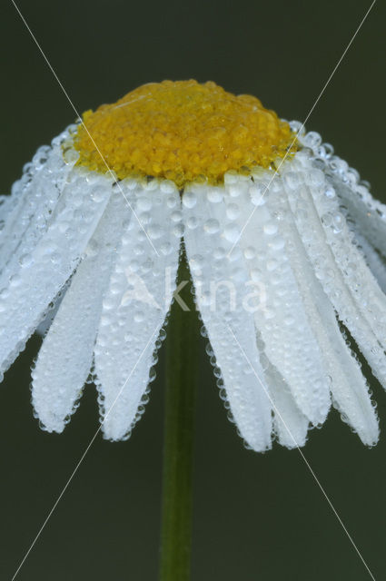 Reukloze kamille (Tripleurospermum maritimum)