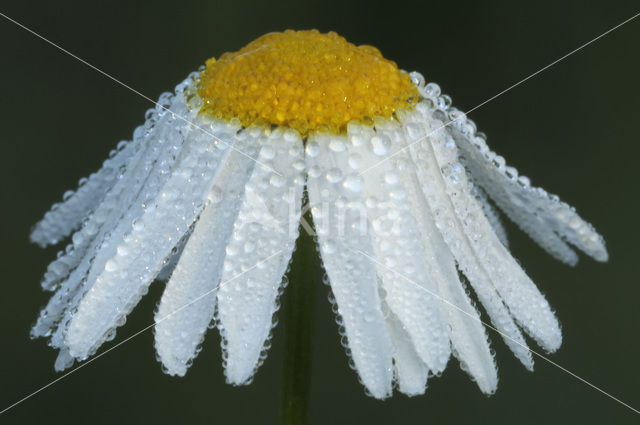 Reukloze kamille (Tripleurospermum maritimum)