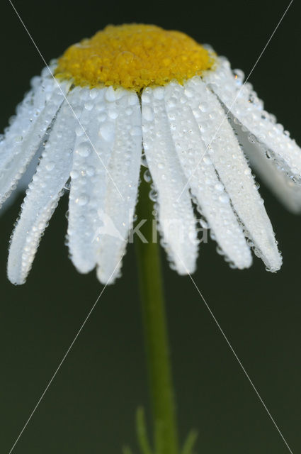 Reukloze kamille (Tripleurospermum maritimum)