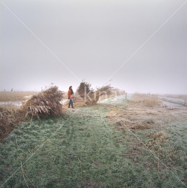 Common Reed (Phragmites australis)