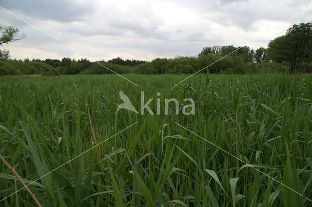 Common Reed (Phragmites australis)