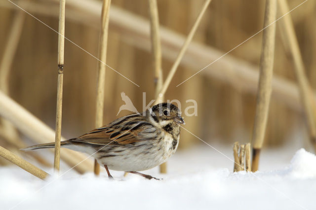 Rietgors (Emberiza schoeniclus)