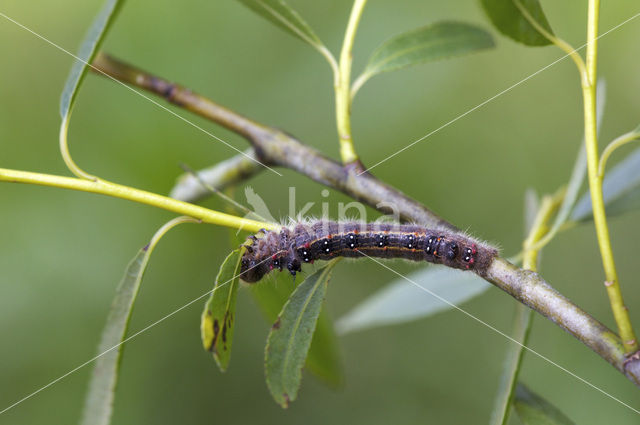 Roestbruine wapendrager (Clostera anastomosis)