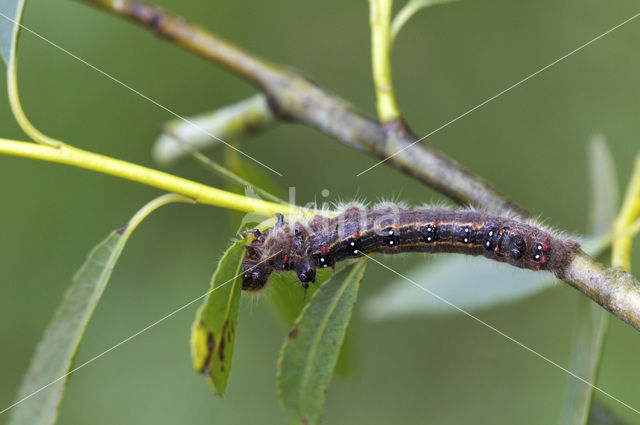 Roestbruine wapendrager (Clostera anastomosis)