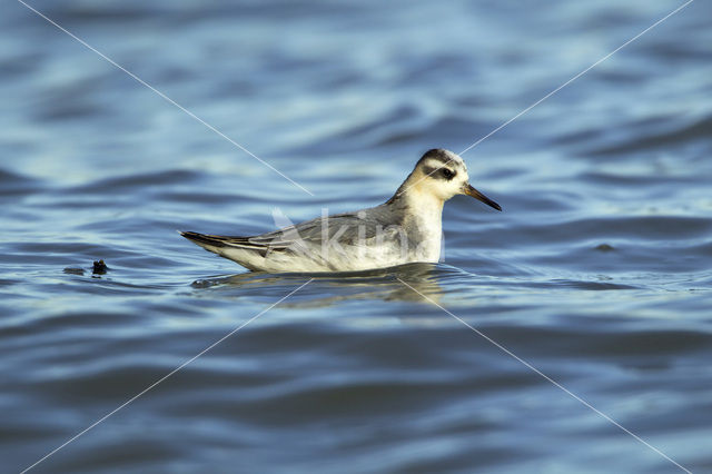 Rosse Franjepoot (Phalaropus fulicarius)