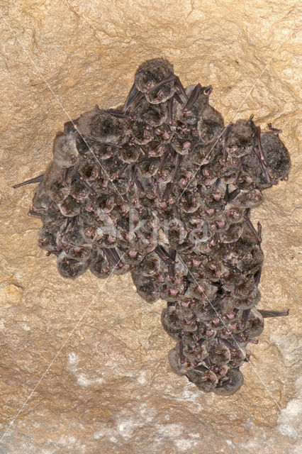 Schreibers’ vleermuis (Miniopterus schreibersii)