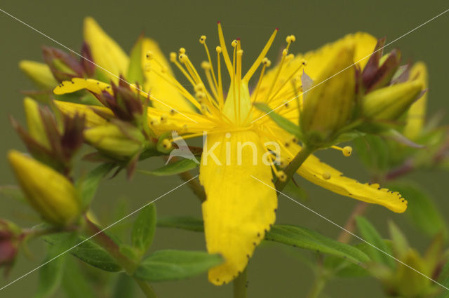 Sint-Janskruid (Hypericum perforatum)