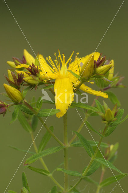 Sint-Janskruid (Hypericum perforatum)