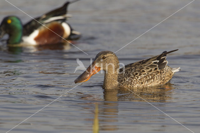 Northern Shoveler (Anas clypeata)