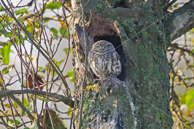 Steenuil (Athene noctua)