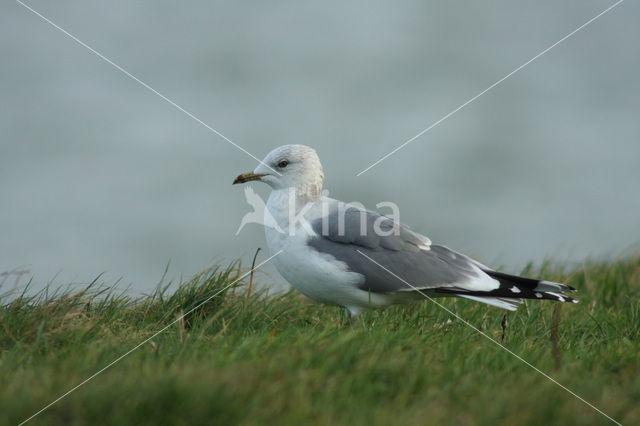 Stormmeeuw (Larus canus)