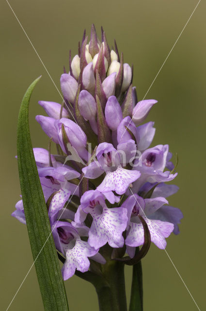 Veenorchis (Dactylorhiza majalis subsp. sphagnicola)