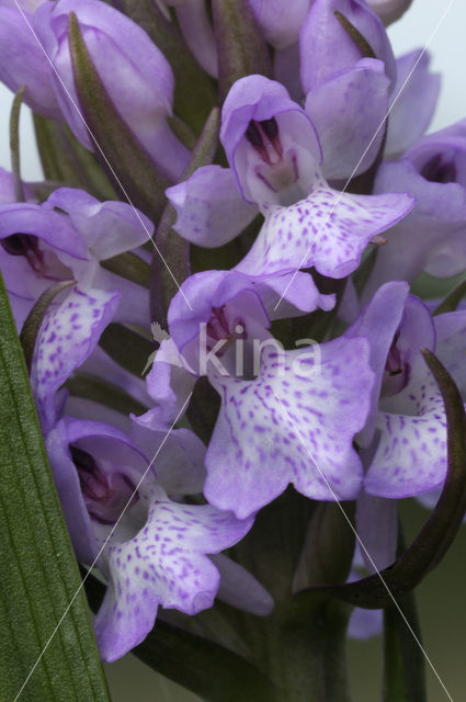 Veenorchis (Dactylorhiza majalis subsp. sphagnicola)