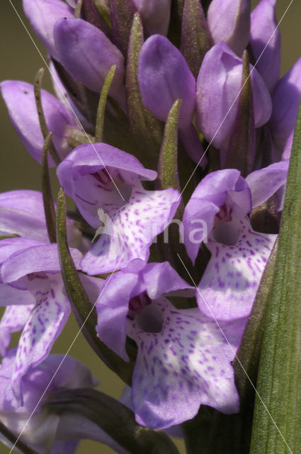 Veenorchis (Dactylorhiza majalis subsp. sphagnicola)