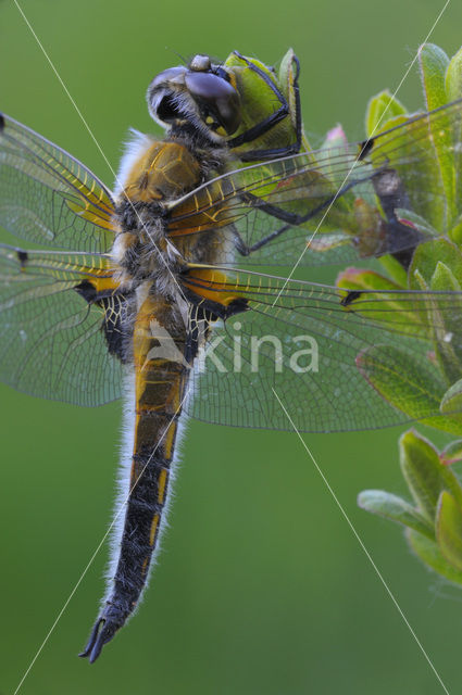 Viervlek (Libellula quadrimaculata)