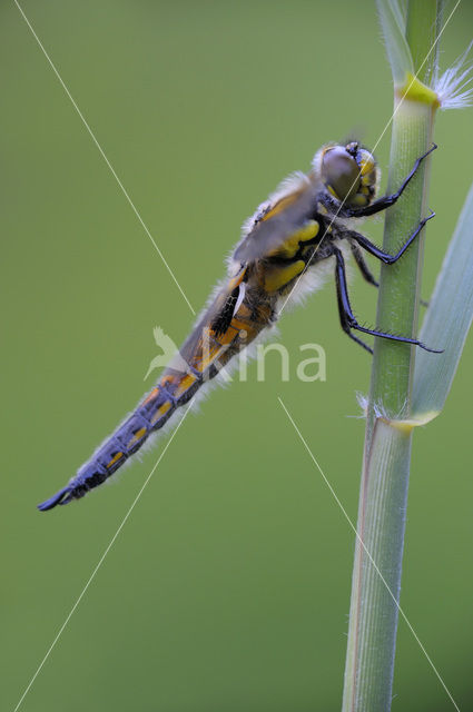 Viervlek (Libellula quadrimaculata)