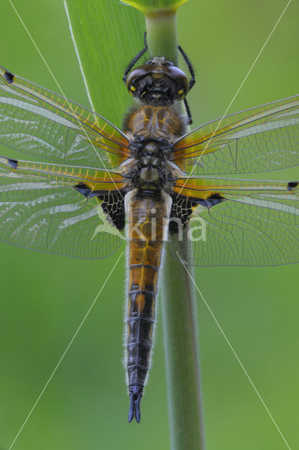 Viervlek (Libellula quadrimaculata)