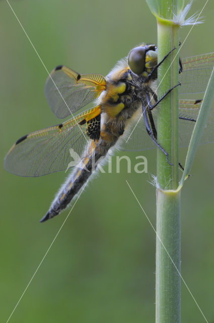 Viervlek (Libellula quadrimaculata)