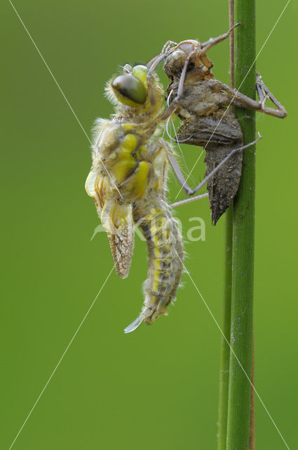 Viervlek (Libellula quadrimaculata)