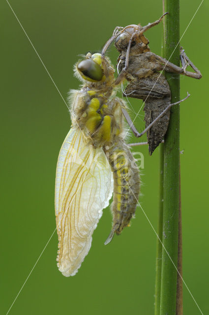 Viervlek (Libellula quadrimaculata)