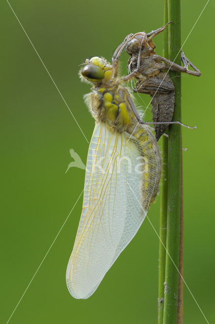 Viervlek (Libellula quadrimaculata)