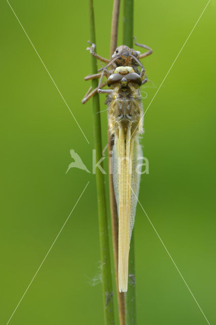 Viervlek (Libellula quadrimaculata)