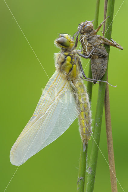 Viervlek (Libellula quadrimaculata)