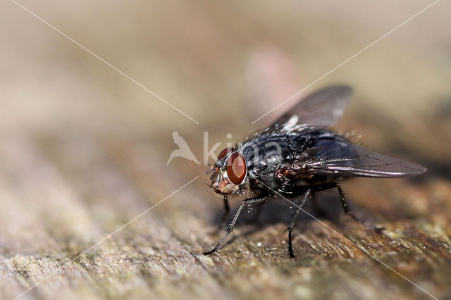 fly (Phaonia fuscata)
