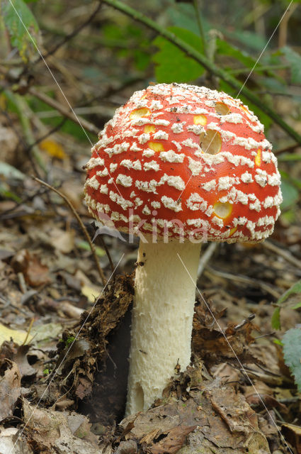 Vliegenzwam (Amanita muscaria)