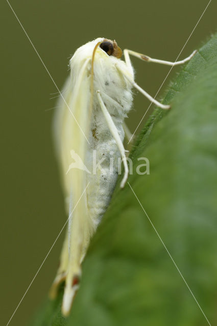 Vliervlinder (Ourapteryx sambucaria)