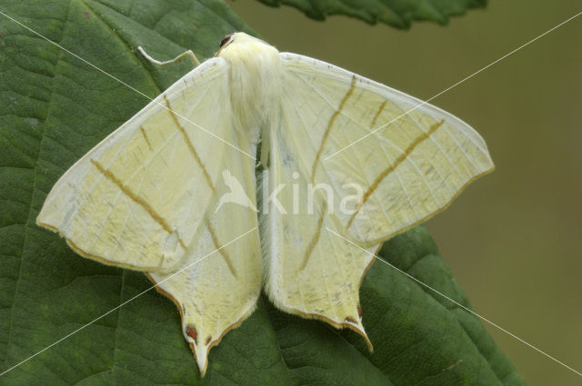 Vliervlinder (Ourapteryx sambucaria)