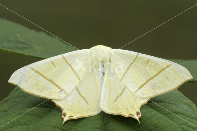 Vliervlinder (Ourapteryx sambucaria)