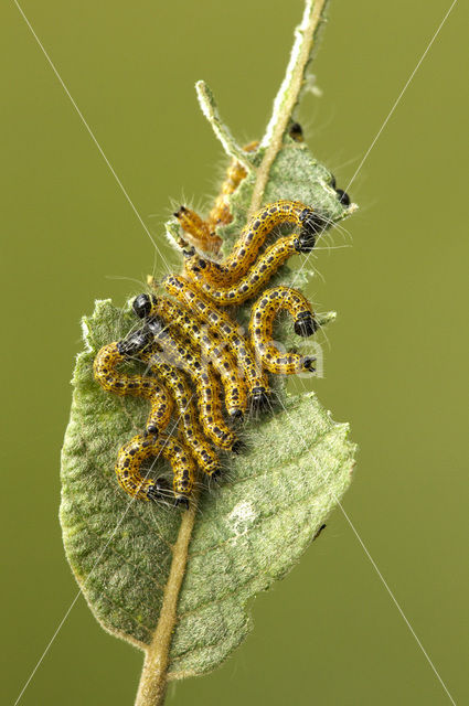 Wapendrager (Phalera bucephala)