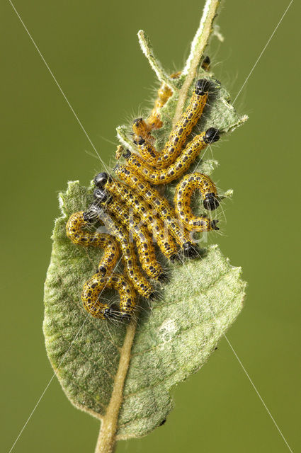 Wapendrager (Phalera bucephala)