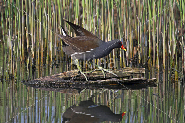 Waterhoen (Gallinula chloropus)