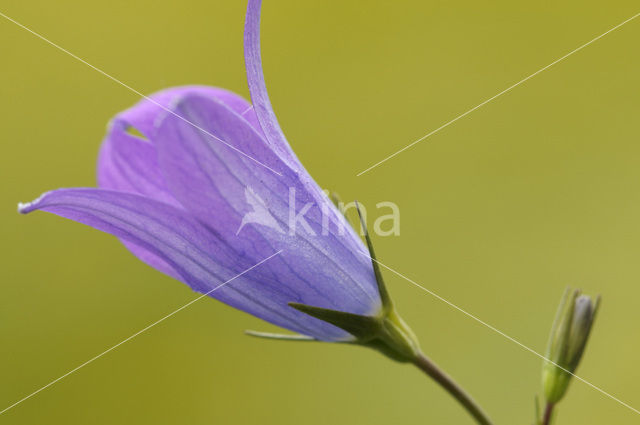 Weideklokje (Campanula patula)