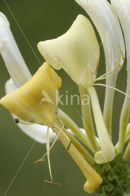 Wilde kamperfoelie (Lonicera periclymenum)