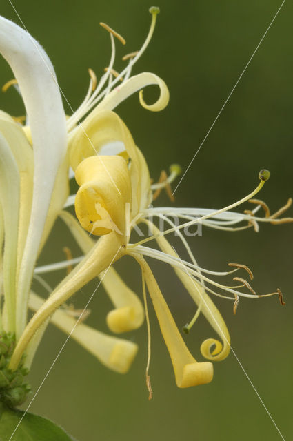 Wilde kamperfoelie (Lonicera periclymenum)