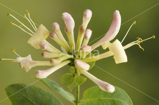 Wilde kamperfoelie (Lonicera periclymenum)