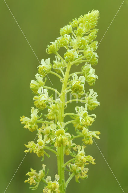 Wilde reseda (Reseda lutea)