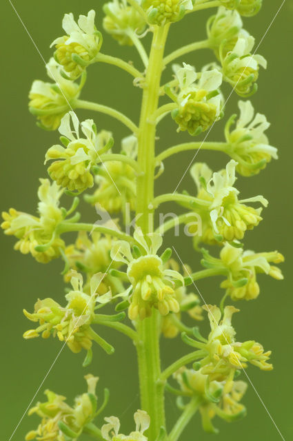 Wilde reseda (Reseda lutea)